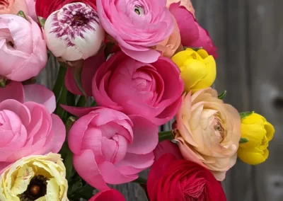 Ranunculus